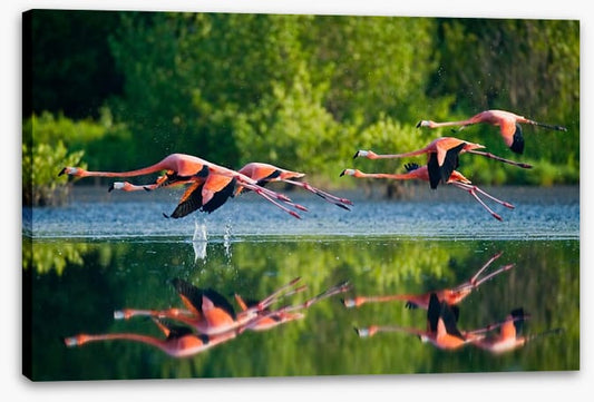 Flamingo fly