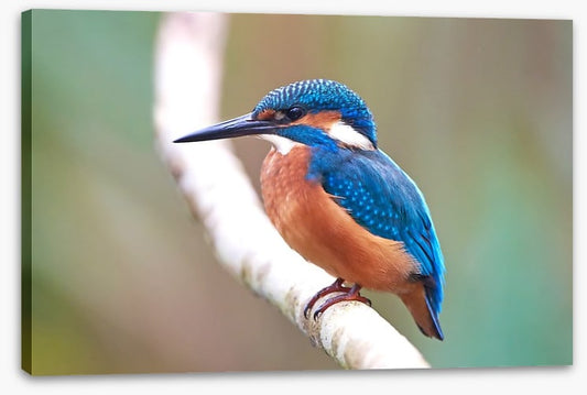 Kingfisher blues