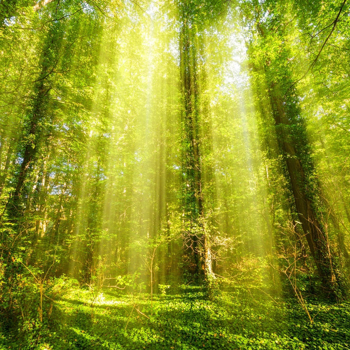 Forests