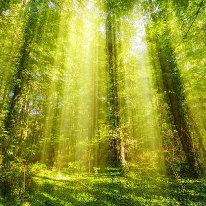 Forests