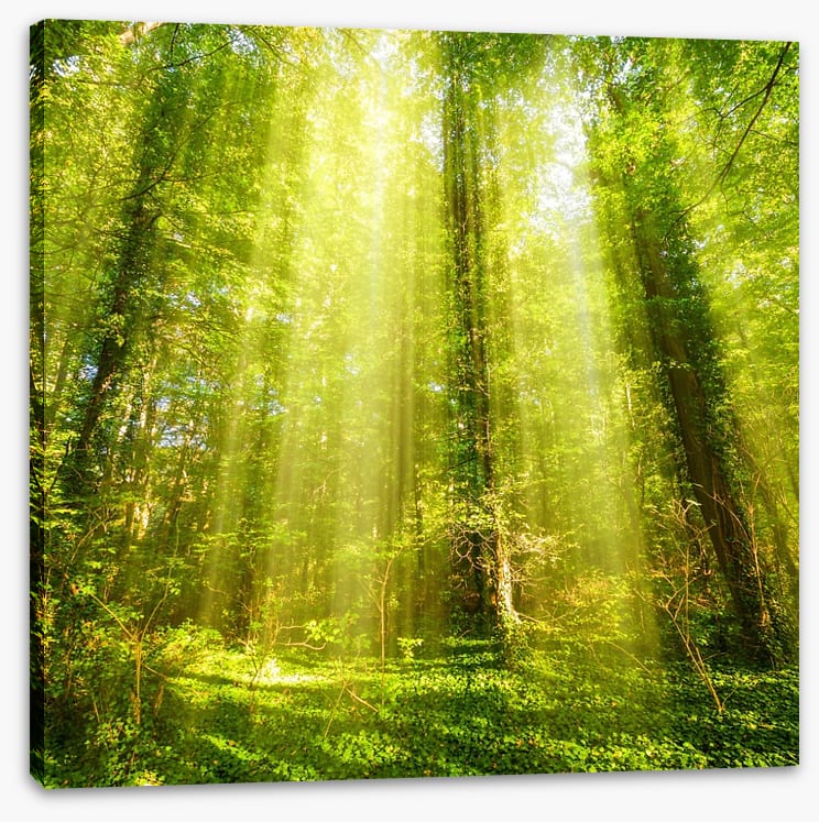 Forests