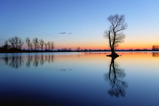 Silhouette tree reflections