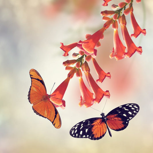 Butterflies