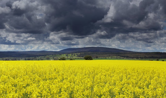 Canola field storm