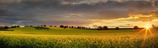 Canola sunset panorama