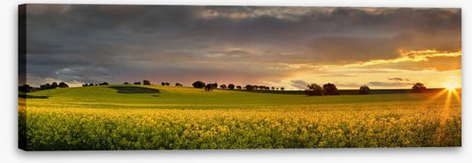Canola sunset panorama