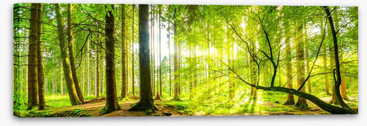 Green beams panorama
