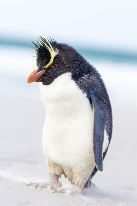 Rockhopper penguin