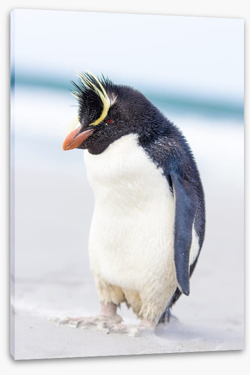 Rockhopper penguin