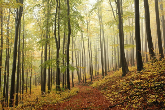 Forests