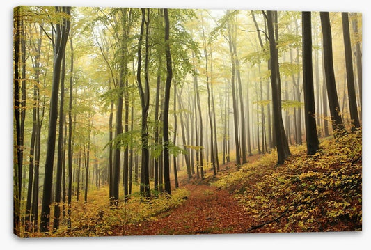 Forests