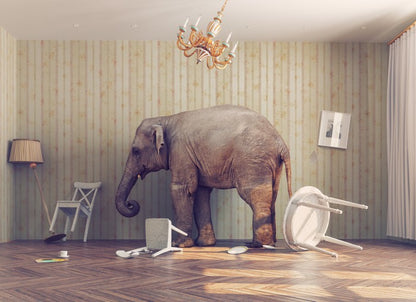 Elephant in the room