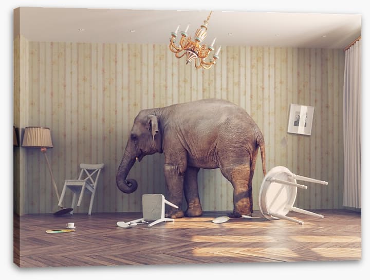Elephant in the room