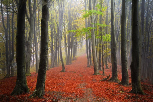 Where the leaves lead
