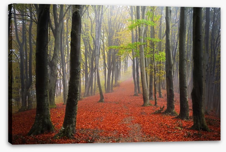 Where the leaves lead