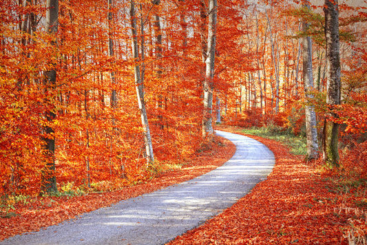 Autumn embers