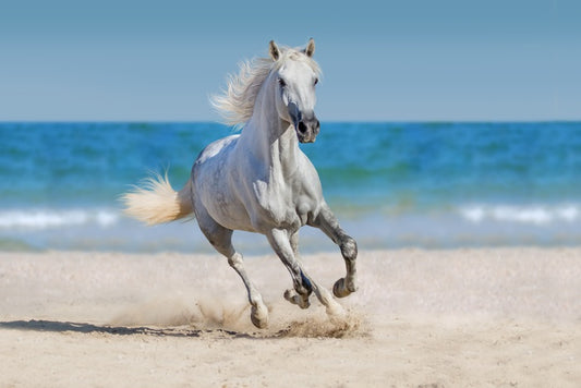 Coastal canter