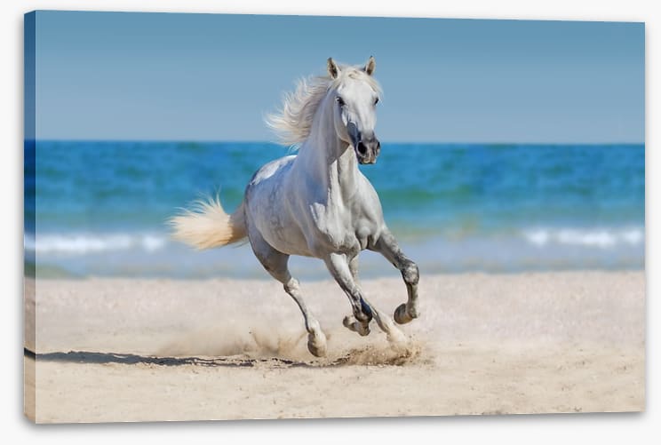 Coastal canter