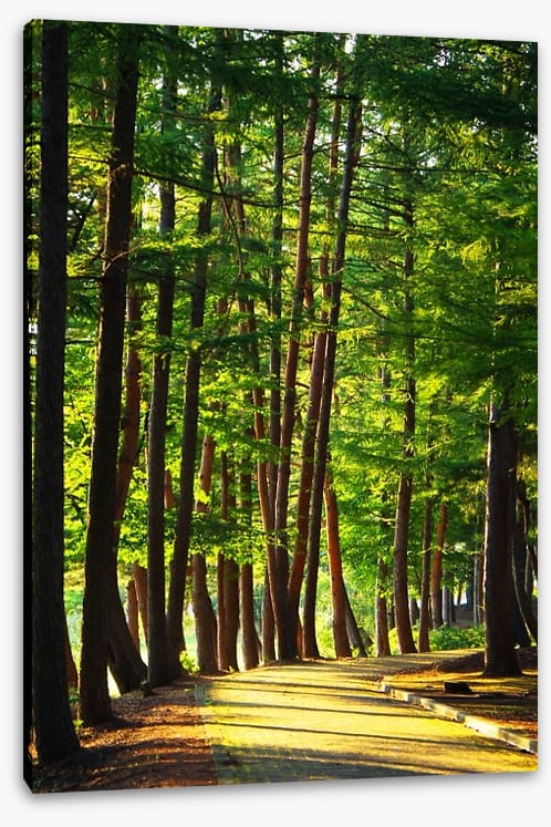 Forests