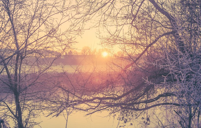 Glacé branch sunrise