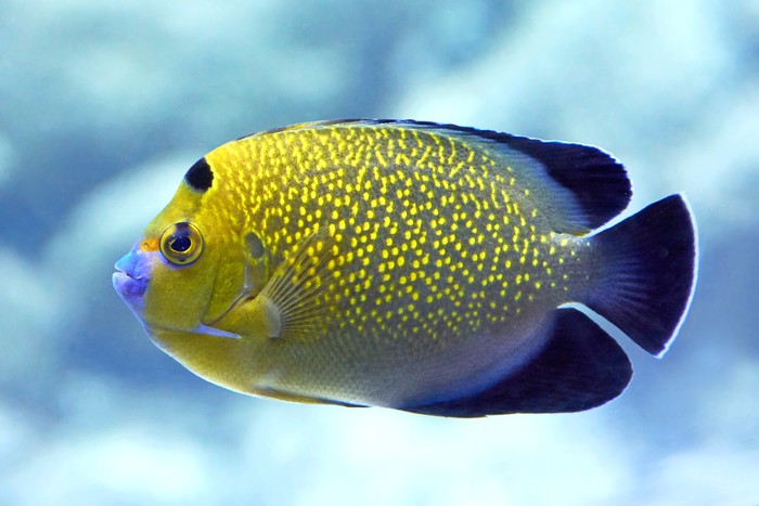 Goldflake angelfish