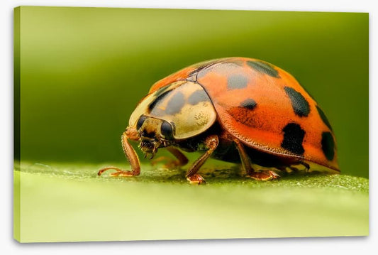 Insects