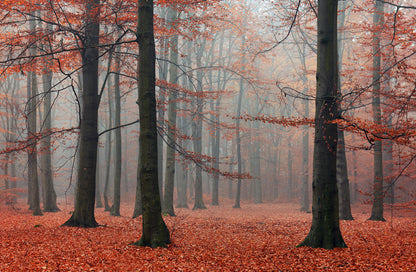 Forests