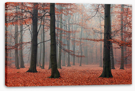 Forests