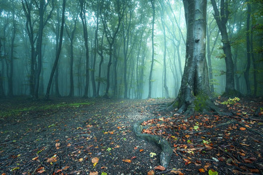 Mystical forest