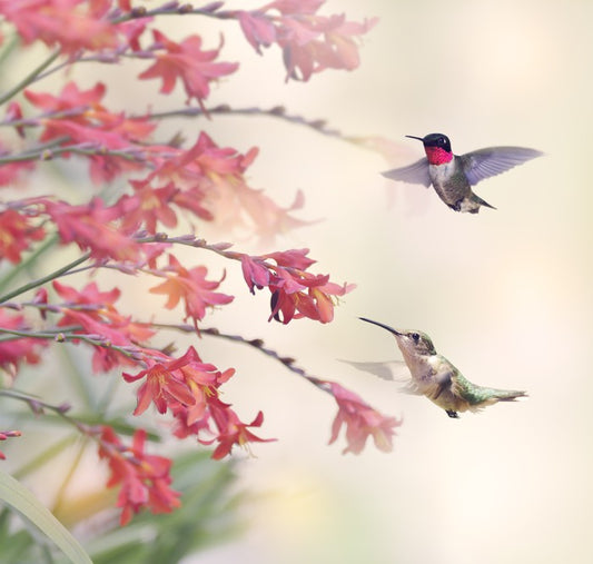 Hummingbirds and wildflowers
