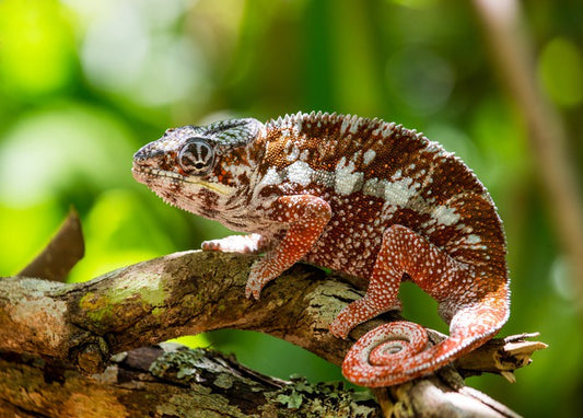 Reptiles / Amphibian