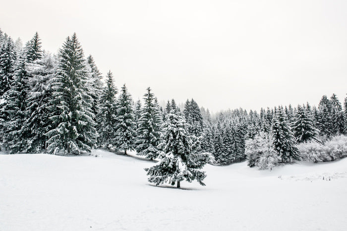 A lonely landscape