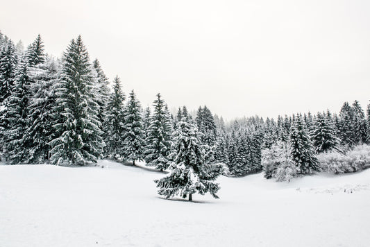 A lonely landscape