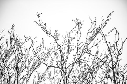 A touch of frost
