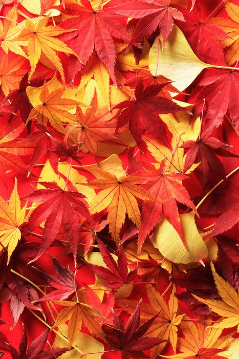Leaves