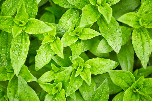 Leaves
