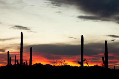 Saguaro sunset