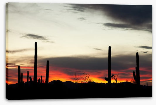 Saguaro sunset