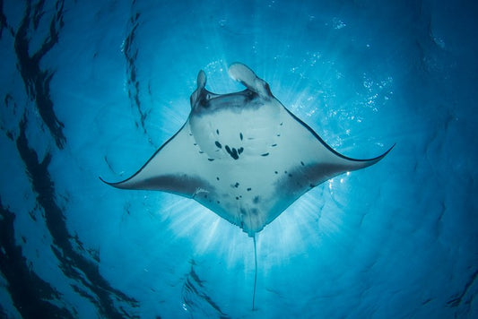 Under the Manta Ray