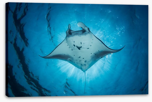 Under the Manta Ray