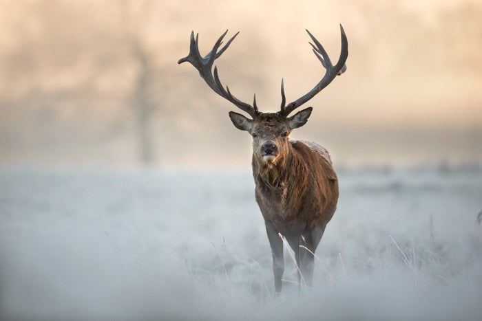 Red deer in winter