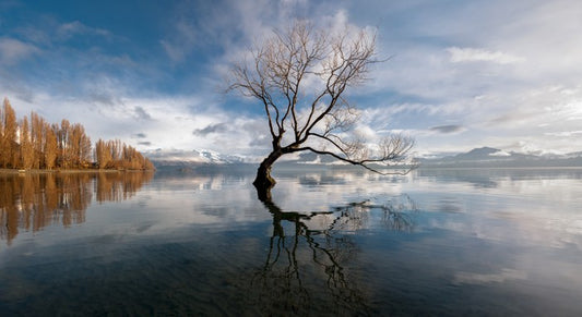 The lone tree, Lake Wanaka