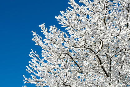 Snow tree sky