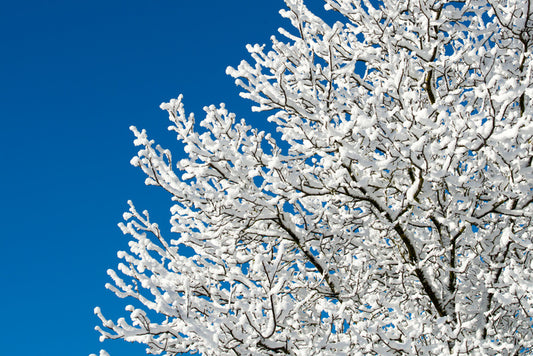 Snow tree sky