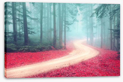 Forests
