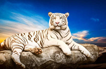 Majestic white tiger