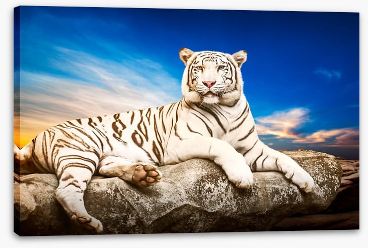 Majestic white tiger