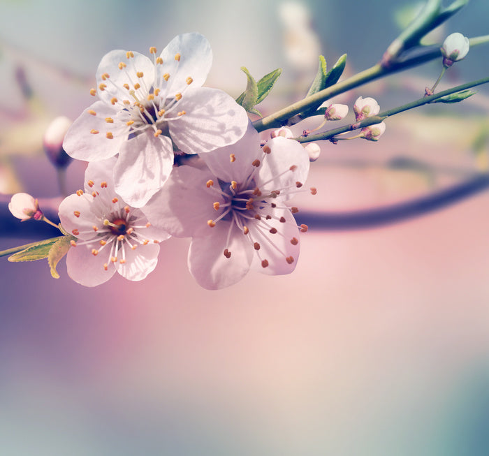 Spring