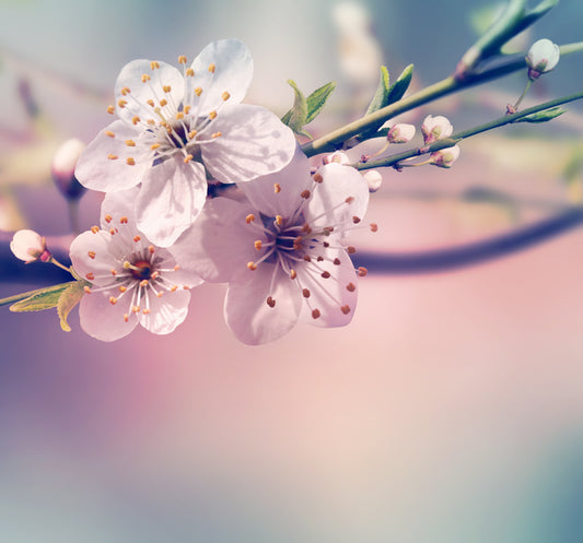 Spring