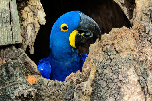 Hyacinth macaw hello